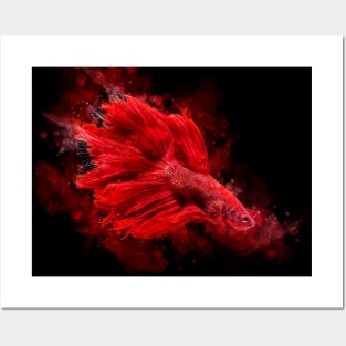 Red Betta Fish watercolor Posters and Art